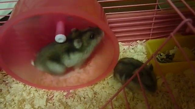 Смешные хомячки - джунгарики.MOV смотреть онлайн