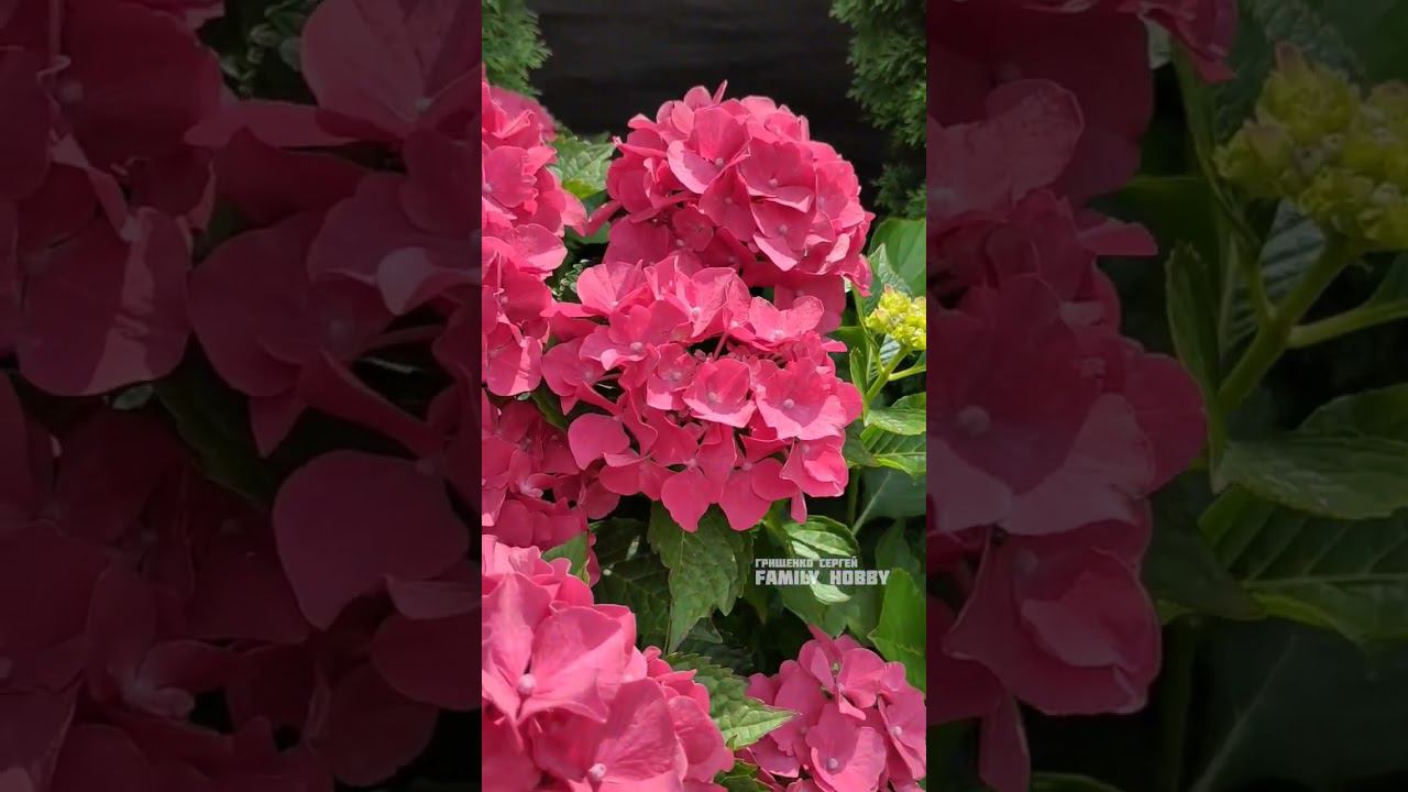 #гортензия # крупнолистная Forever and Ever Red 1 августа в нашем саду смотреть онлайн