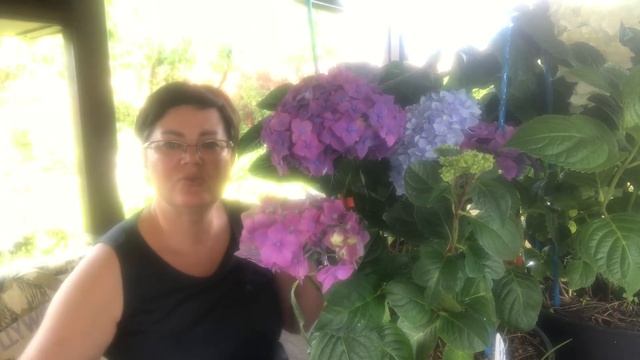 Крупнолистные гортензии. Мои желания и печали?22.06.2023 смотреть онлайн