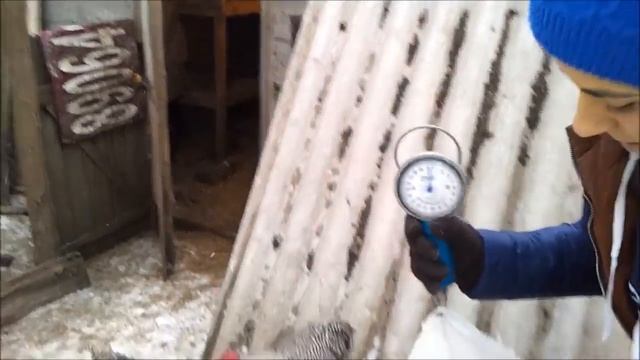 Породы кур. Плимутрок полосатый. Признаки породы.#LOWI 2019 смотреть онлайн