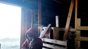 Бросаю доить.Обезрожила козлёнка.Как и когда обезроживать козлят.