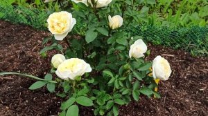 J. P. Connell Канадская парковая роза #саднадежды #розы