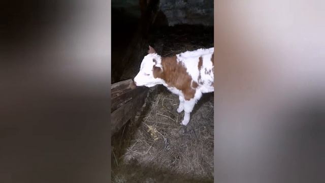 отелилась корова умница. принесла бычка назвали .... смотреть онлайн