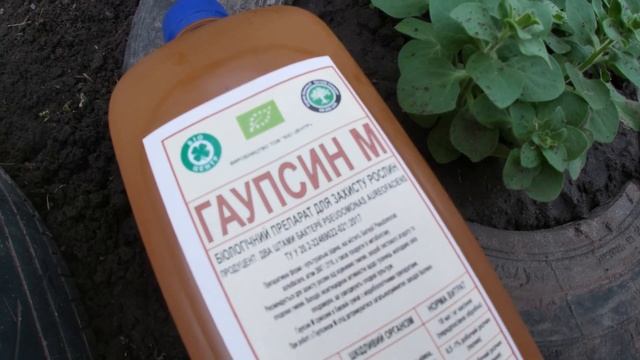 КАК ПОМОЧЬ РАСТЕНИЯМ ВЫЙТИ ИЗ СТРЕССА ПОСЛЕ ХОЛОДА И ДОЖДЕЙ? смотреть онлайн