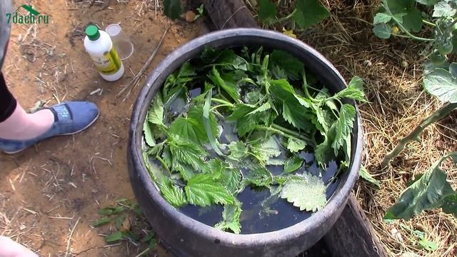 Удобрение из крапивы: травяной настой с Байкалом М - 7 дач смотреть онлайн