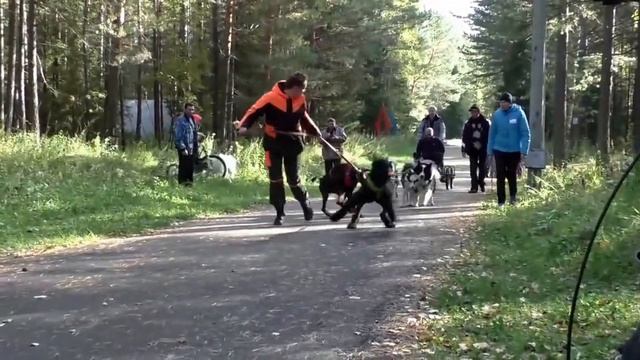Семинар по ездовому спорту с Олегом Тюрюминым смотреть онлайн