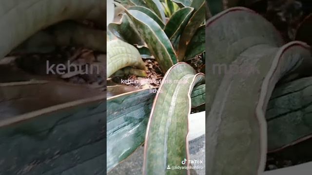 Sansevieria Pink Bat смотреть онлайн