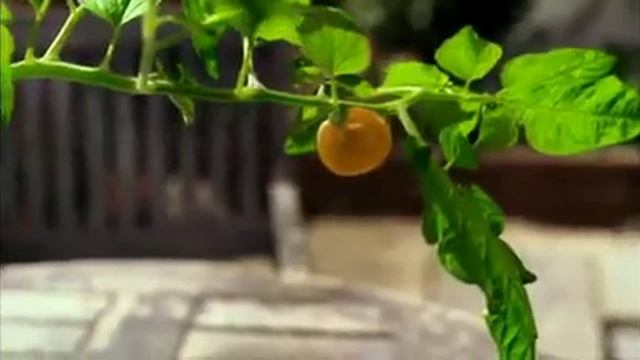 Heinz Tomato Ketchup : Grown Not Made смотреть онлайн