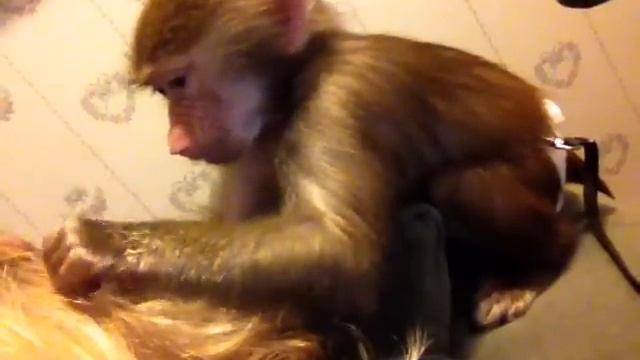 Adorable Baby Monkey Grooming Long Blonde Hair