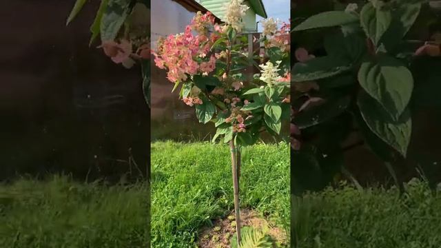 Пастель грин гортензия смотреть онлайн