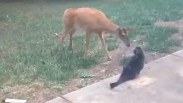 Коты в наше время! Это ВОЙНА😆🔫 смотреть онлайн