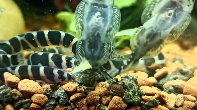 Трапеза рыбок: акантофтальмус, коридорас, гастромизон, анциструс; гименохирус тут тоже есть)) смотреть онлайн