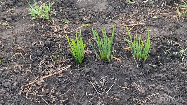 37. Купила дачу в деревне. Обзор огорода в начале мая. Гладиолусы из СВЕТОФОРА. Что уже посадила. смотреть онлайн