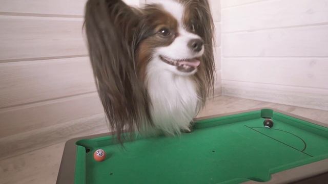 Бильярд vs Боулинг: Веселый ЮКИ выбирает ИГРУ! смотреть онлайн