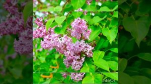 "Весенние цветы" средняя группа