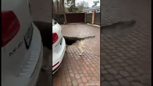 Ведём запись на щенков, от Бони и Графа смотреть онлайн