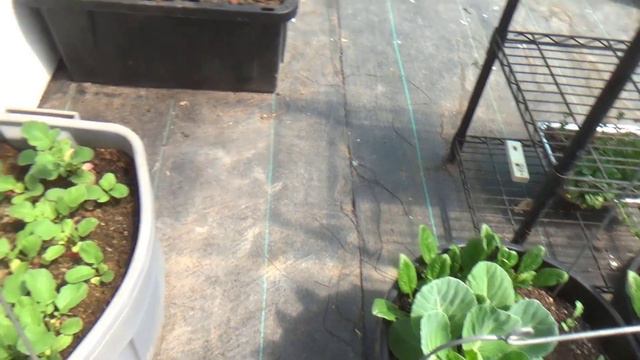 Early May Greenhouse Tour And Moving Seedlings From House To Greenhouse смотреть онлайн