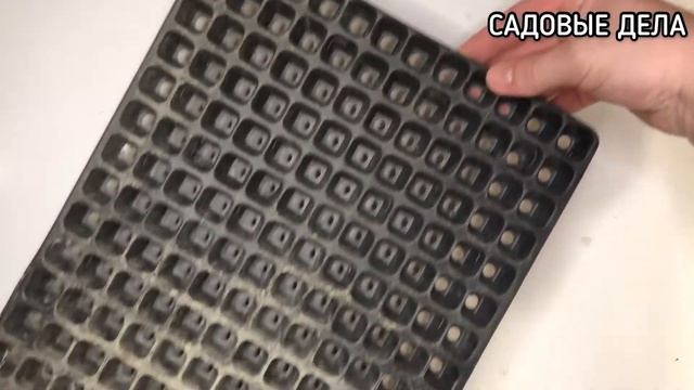 ПОСАДКА СЕМЯН БАРБАРИСА | САДОВЫЕ ДЕЛА#посадкасемянбарбариса #садовыедела смотреть онлайн