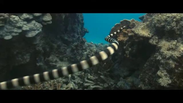 Oceans Trailer смотреть онлайн