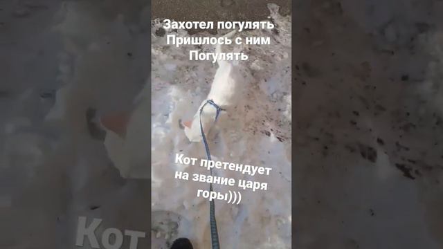 Гуляем с котом))) Хочет стать царём горы))) #коты #котики #прогулка смотреть онлайн