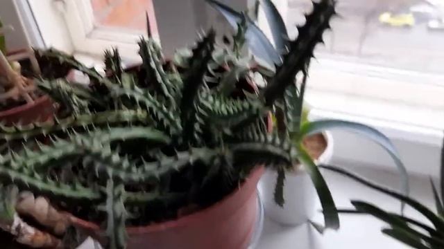 #комнатныецветы #гуэрния #цветок / Цветок гуэрнии кенийской ( лат. huernia) смотреть онлайн