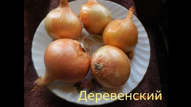 Лук-шалот. Новинки 2021 года. смотреть онлайн