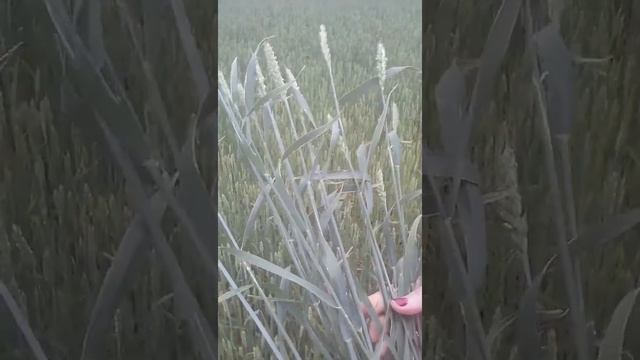 "БиоЛэнд" органно бактериальные удобрение Пшеница сорт Батька Саратовская область смотреть онлайн