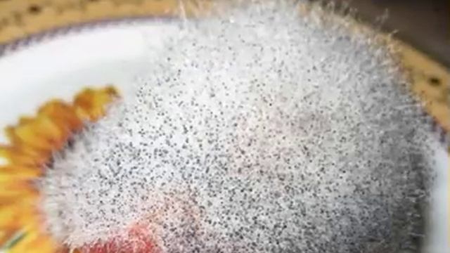 ОСТОРОЖНО — ПЛЕСЕНЬ! Эти признаки могут свидетельствовать О СКРЫТОЙ ОПАСНОСТИ смотреть онлайн