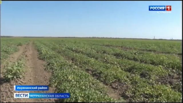 Сотрудники Россельхознадзора искали на астраханских полях опасных вредителей смотреть онлайн