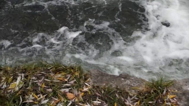 Люди со всего мира приезжают посмотреть на необычное дерево, из которого льется вода смотреть онлайн