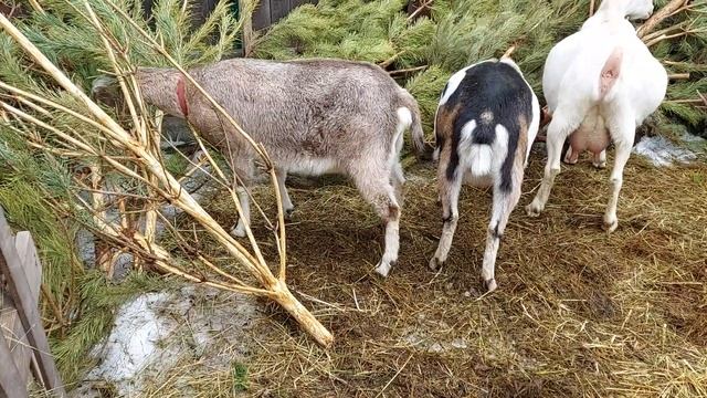 Как приучить сукотную козу к дойке. смотреть онлайн