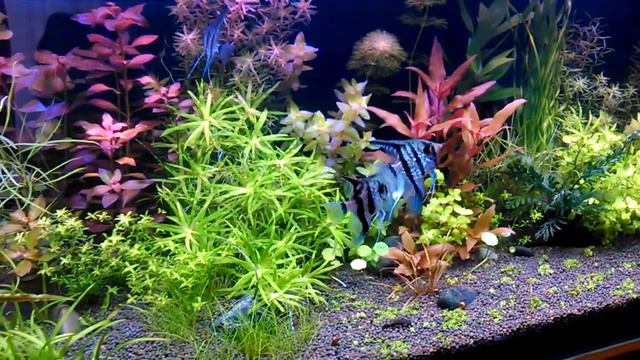 скалярии смотреть онлайн