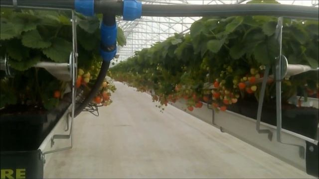 Малообъемка, теплица для клубники? по фински. смотреть онлайн