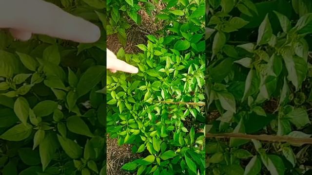 Нужна ли мульча? смотреть онлайн