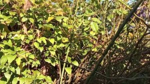 Моя ошибка - посадила клематис и плетистую розу рядом.