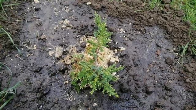 Купила 2 можевельника, навес забетонирован.