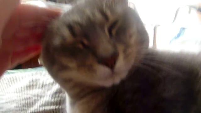 Мой котик смотреть онлайн
