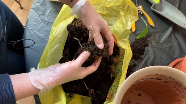 КАЛЛА в период покоя, когда выкапывать и как хранить