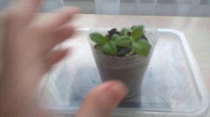 Проблемы при выращивании гелиотропа