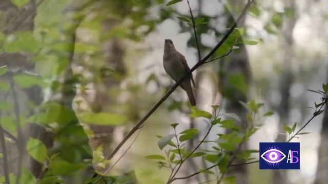 ТРИ ВОРОНА ТРИ СОЛОВЬЯ смотреть онлайн