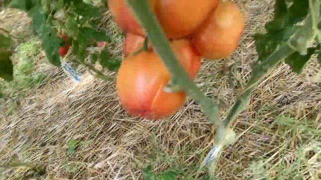 Самые урожайные сорта томатов в моем дворце! смотреть онлайн