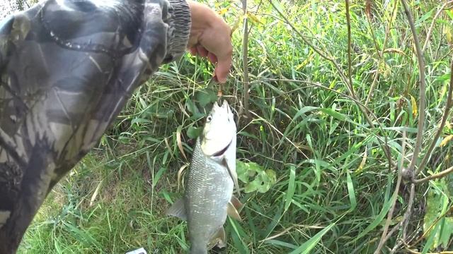 Жерех 1.5 кг пойман на реке Мокша, на небольшую вертушку смотреть онлайн