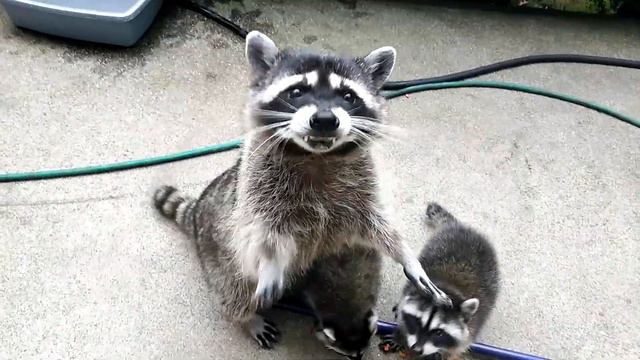 Как еноты разговаривают смотреть онлайн