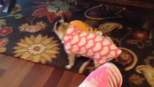 Petunia Plum Playing смотреть онлайн