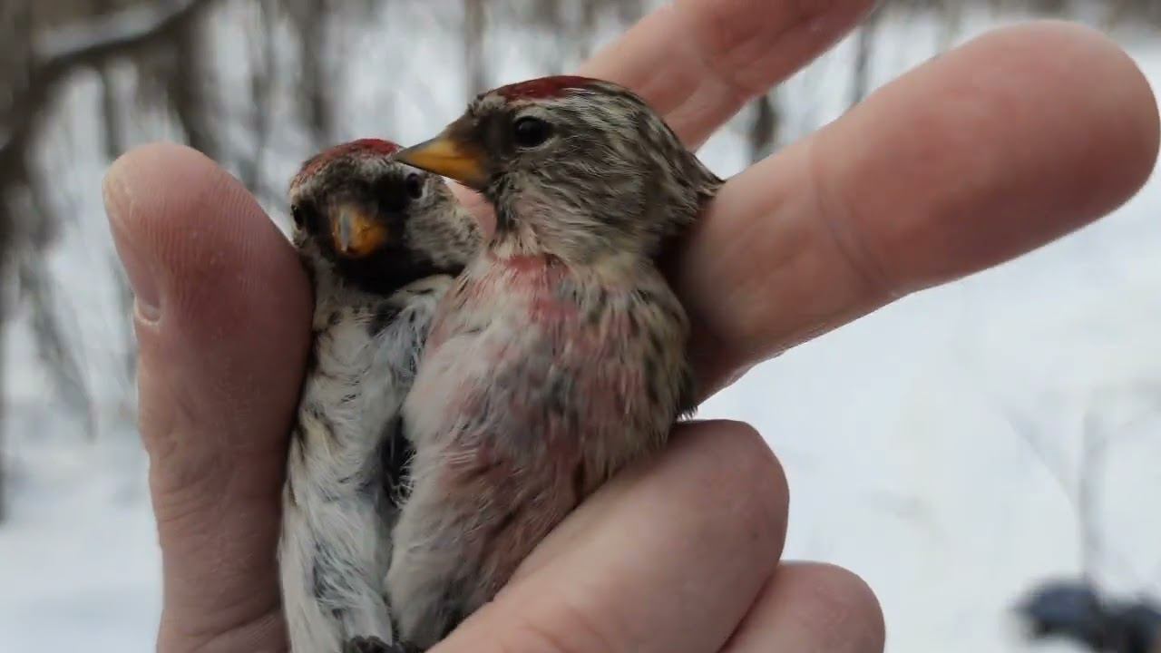 Ловля певчих птиц 29.1.2022 год. смотреть онлайн