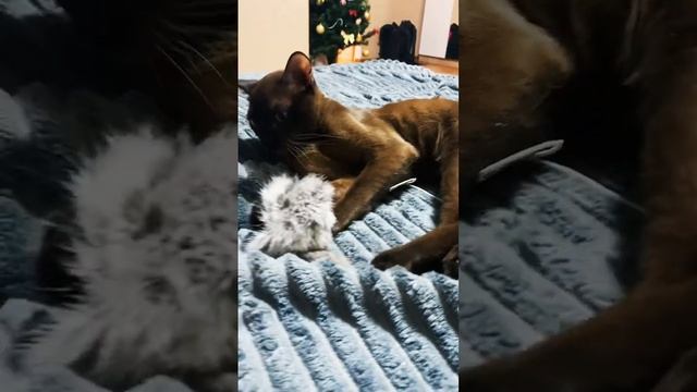 Шелбивилль опасность ⚠️ смотреть онлайн