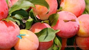 Слива домашняя Болховчанка (bolhovchanka) ? обзор: как сажать, саженцы сливы Болховчанка