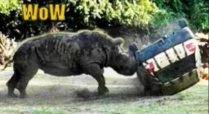 Подборка нападений животных на автомобили. Животные против машин