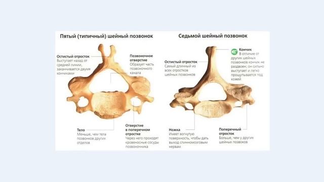 Золотая точка хиджамы alhajam.ru смотреть онлайн