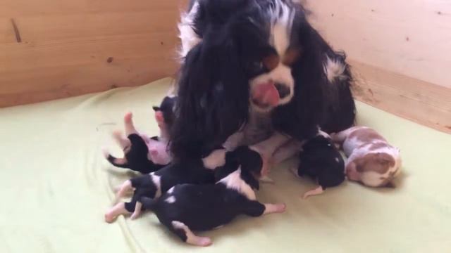 Cavalier King Charles Spaniel 5 servus смотреть онлайн